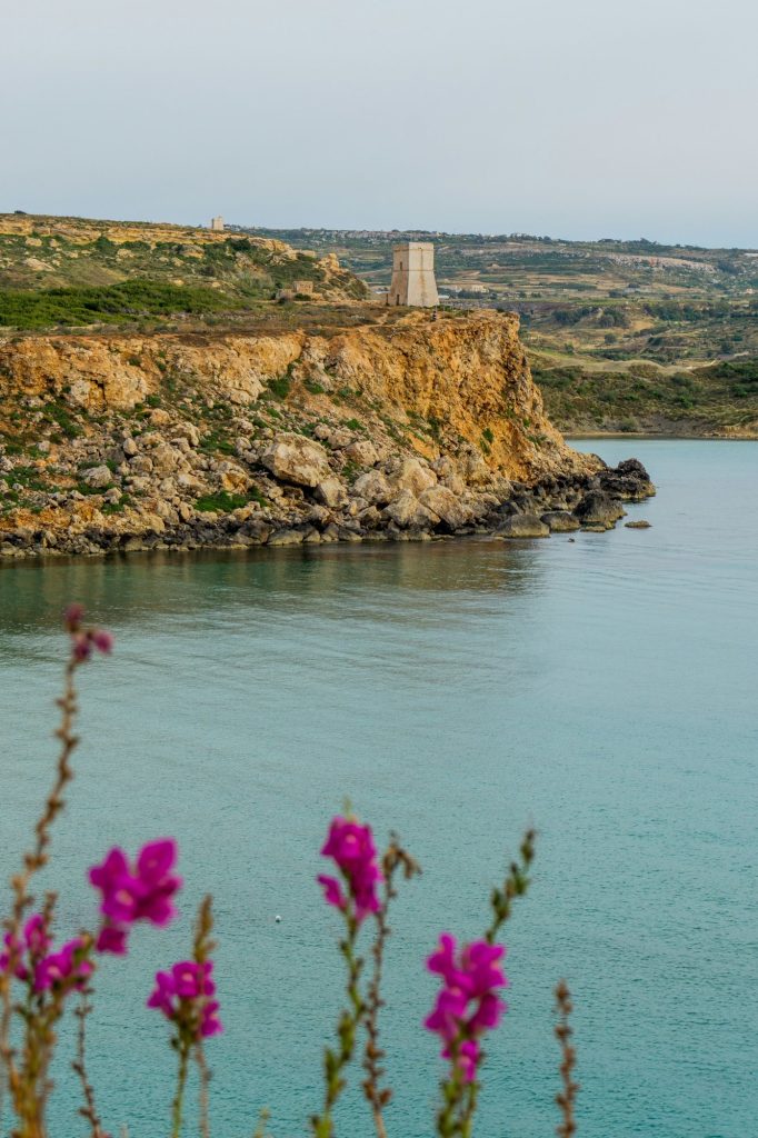 Zatoka Għajn Tuffieħa z kwiatami na pierwszym planie