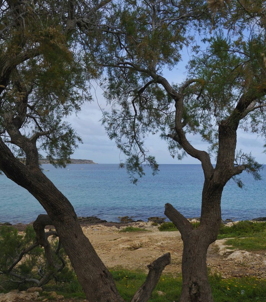 Zatoka Mellieħa widziana między drzewami